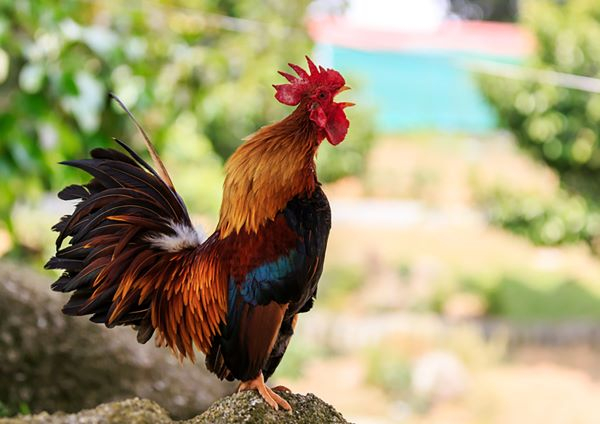 What happens if your rooster crows during Asafotufiami in Ada