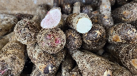 Many traditional crops once common in Ghanaian households were becoming scarce