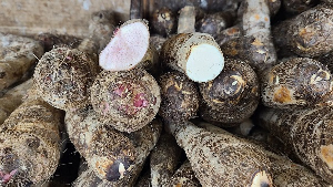 Many traditional crops once common in Ghanaian households were becoming scarce Many traditional crops once common in Ghanaian households were becoming scarce