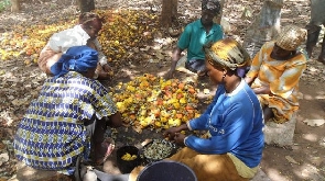 Women at work on a cashew farm