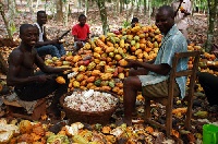 Cocoa farmers