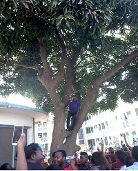 Kabu Nartey on the mango tree