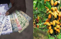 Cocoa Capital PLC, COCOBOD’s financing vehicle, has offered 266-day commercial paper at 11%