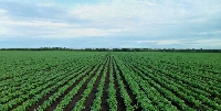 File photo of a farm land