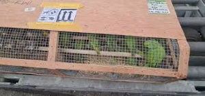 Biggest wildlife trafficking seizure photo