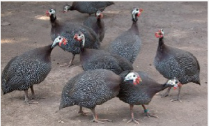 Professor Ibn Iddriss made the call at the 23rd inaugural Professorial Lecture