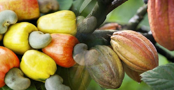 Middle men are exploiting us - West Gonja cashew farmers