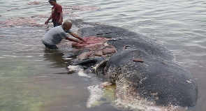 File photo of a dead whale washed ashore