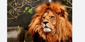 Masai Lion.png