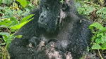 Rare mountain gorilla twins born in Africa's oldest national park