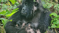 Mafuko, who is 22 years old, and her twins will be closely monitored by staff at Virunga National Pa