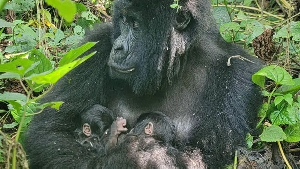 Mafuko, who is 22 years old, and her twins will be closely monitored by staff at Virunga National Pa