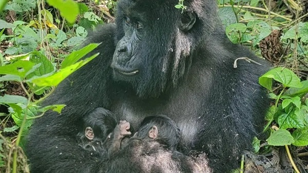 Mafuko, who is 22 years old, and her twins will be closely monitored by staff at Virunga National Pa