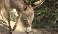 Donkeys play an important part in Somali life