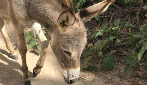 Donkeys play an important part in Somali life