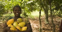 COCOBOD announced over 53% reduction in price of cocoa fertilizers