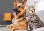 Government begins free vaccination of 25,000 dogs and cats against rabies