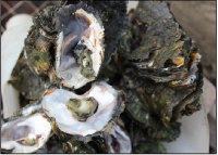 Lots of women in Ghana are into the Oyster business