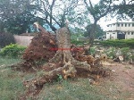 Two fallen trees block Odorkor road following torrential downpour