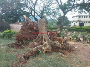 Seven injured, one student killed by an aged tree on campus.