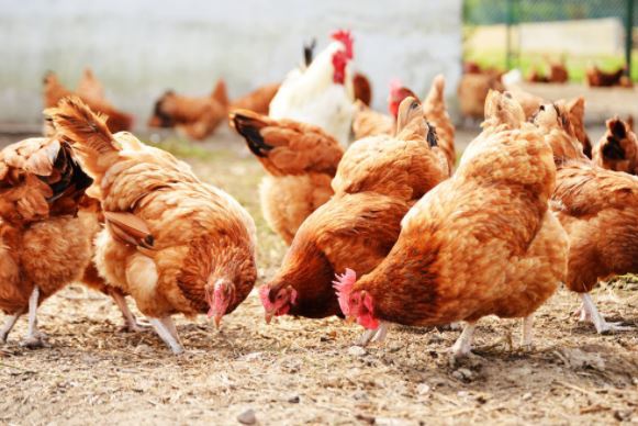 Unavailability of maize, soya, and wheat collapsing our business - Poultry Farmers bemoan