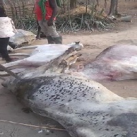 Some of the cattle shot and killed by the soldiers