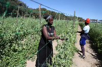 Workers harvest sugar snap peas destined for European markets at a farm in Marondera