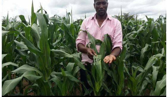 Workers of NADMO have expressed readiness to deal with the invasion of army worms on various farms