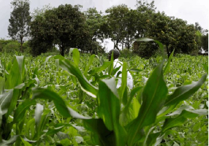 Kenyan farmers secure right to share local seeds in court ruling