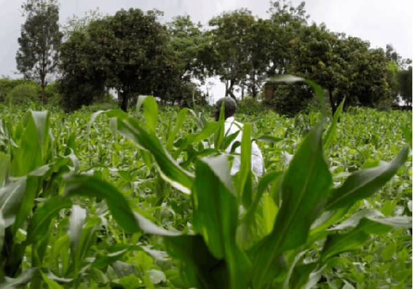 Small-scale farmers in Kenya celebrated after the court ruling