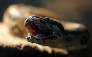 Brazilian Baby Bites, Kills Viper Snake. Reuters