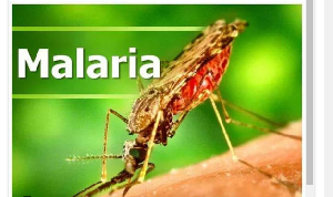 Serious action dey needed as medicine no dey fit treat malaria again
