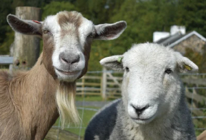 Sheep and goats from neighboring countries on sale at Abidjan’s largest animal market