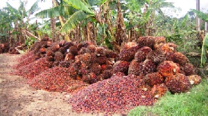 Fresh palm fruits