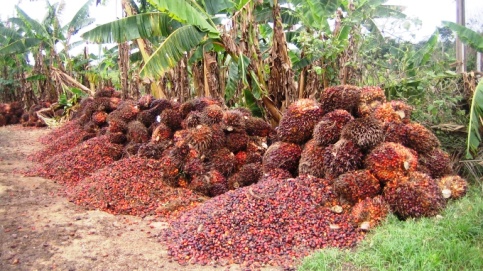 Palm fruits