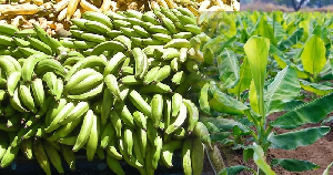 Plantain Farming 