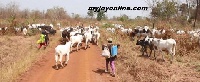 Herdsmen and their cattle leaving Agogo