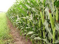 The devastation caused by fall armyworms has affected 18,219.07 hectares of maize farms