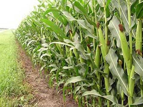 A total of 2,160.08 hectares of land had been put under maize and rice cultivation