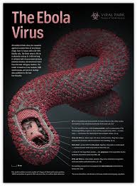 Ebola Virus2