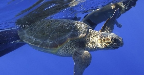 Sea turtle