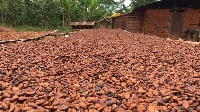 Some cocoa seeds being dried