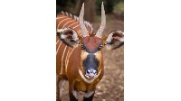 There are less than 100 Mountain Bongo antelope left in the wild across the world, FILE | NMG