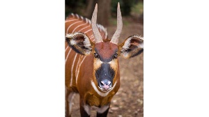 There are less than 100 Mountain Bongo antelope left in the wild across the world, FILE | NMG