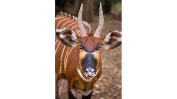 There are less than 100 Mountain Bongo antelope left in the wild across the world, FILE | NMG