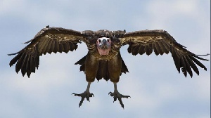 Human Vulture1