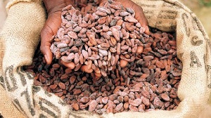 Cocoa contributes 25 percent to Ghana's GDP
