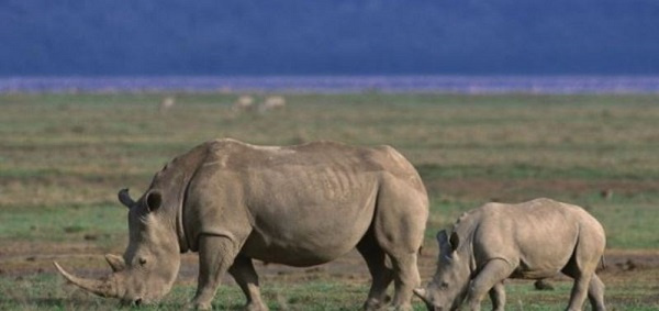 involving villagers has been proven to significant impact on conservation