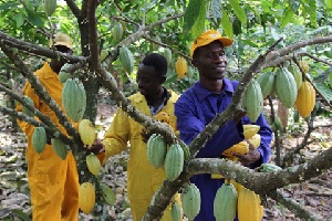 Cocobod Production