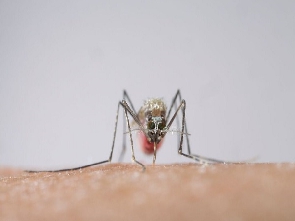 Anopheles Mosquito Africa12
